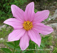 JJBC0155 Dahlia pinnata.JPG
