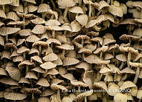 MN6PyH0104 Coprinellus disseminatus.jpg