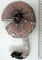 CBA0344 Agaricus subrutilescens.JPG