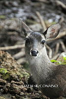 3R 01196 Odocoileus virginianus.jpg