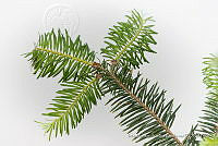 IMDOC 4825 Abies religiosa.jpg