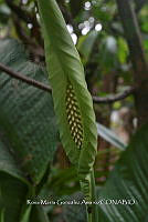 SG019 0374 Spathiphyllum cochlearispathum.jpg