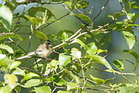MASM07060 Melospiza lincolnii.jpg