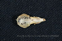 VMS-CD0009 Sorex saussurei.JPG