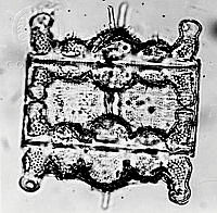 DUHB0055 Biddulphia tuomeyi.png