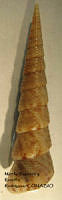 MRyRR384 Turritella leucostoma.jpg