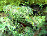 ALCM063 Scorpaena plumieri.JPG