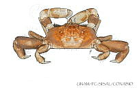 UNAM_FC-SISAL-0106 Pinnixa chaetopterana.jpg