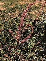 RG034 0020 Amaranthus fimbriatus.jpg