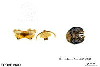 ME006 Abejas 0148 Bombus  brachycephalus Handlirsch, 1888.jpg