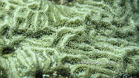 NE018 0916 Pseudodiploria clivosa.jpg
