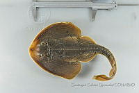 SGQ1076 Platyrhinoidis triseriata.jpg