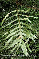 JDA D 00572 Phlebodium pseudoaureum.jpg