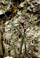 011 Tradescantia sp..jpg