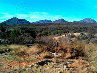 LI005 0084 Vegetación natural senesente y desmonte.jpg