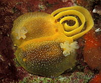 DP014-149 Doriopsilla albopuncta.jpg