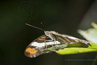 IMDOC1884 Adelpha fessonia fessonia.jpg