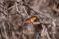 ZAPF0619 Danaus gilippus.jpg