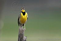 CNS0934 Sturnella neglecta.jpg