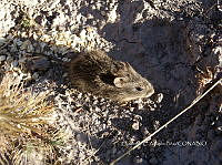 IE003 0112 Sigmodon fulviventer.jpg