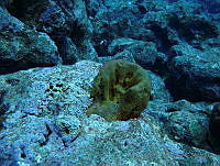 VDLCF0823 Geodia neptuni.jpg