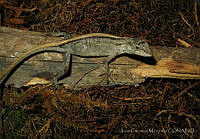 LCM0132 Anolis microlepidotus.jpg