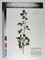 JAdNV0568 Acalypha schiedeana.JPG