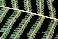 Zongo 0038 Cyathea bicrenata.jpg