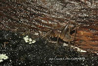 JCC0076 Gryllidae.JPG