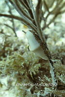NE018 0732 Cyphoma gibbosum.jpg