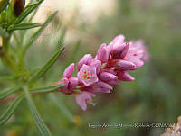 RAMR027 Polygonum mexicanum.jpg
