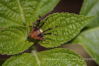 ZAPF0360 Araneae.jpg