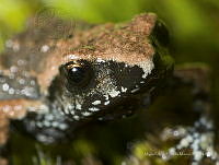 MASM08245 Eleutherodactylus grandis.jpg