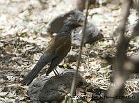 AAKVDH 0307 Turdus rufopalliatus.JPG