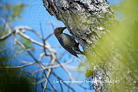 LEMH067 Melanerpes aurifrons.JPG