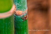 ATC002 Salticidae.jpg