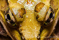 Anfmex028 Lithobates spectabilis.jpg