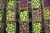 ARS00319 Opuntia ficus-indica.jpg