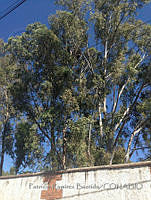 PRB0471 Eucalyptus sp..jpg