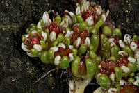 VWS097 Sedum minimum.jpg