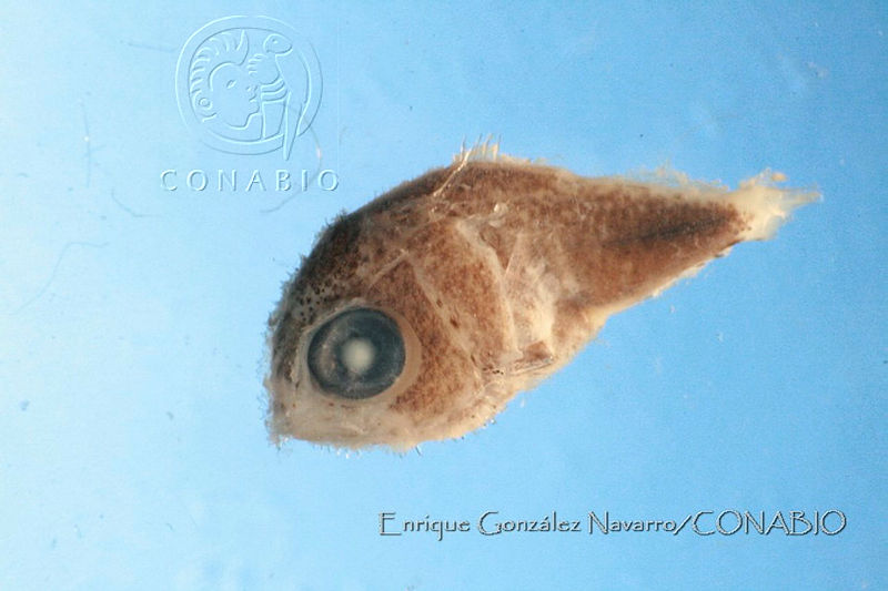 EGN045%20Caulolatilus%20princeps.JPG.kSe27Kn6MSs  alhQA3g0JtbmFja29CbnFuZ3NAbXJ6LGtwZwA.Z0egVQH7rX