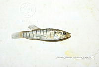 HE009 P 0266 Fundulus similis.JPG