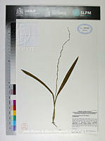 JAdNV0211 Prosthechea livida.JPG