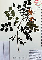 RBB0183 Tecomaria capensis.tif