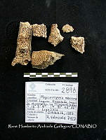 HC014 0088 Megasporoporia mexicana.jpg