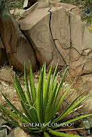 3R 01270 Agave.jpg