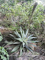 ZG016 0001 Agave sp..jpg