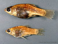 ESGCK011-26 Xiphophorus couchianus.jpg