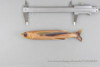 JARR1354 Cypselurus callopterus.jpg
