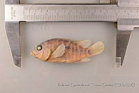 RQTG0276 Herichthys cyanoguttatus.jpg